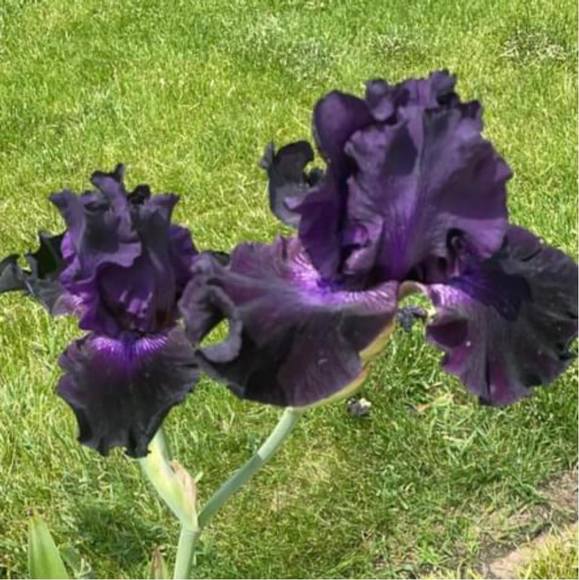 Meet your Posher, Katie - Picture 1 of 1